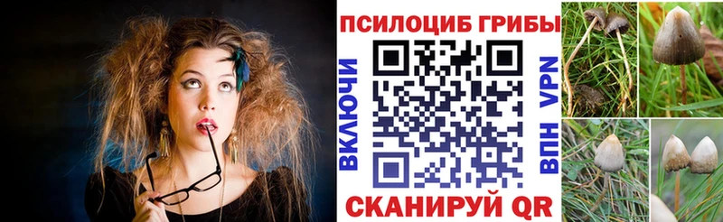 магазин    Новый Уренгой  Псилоцибиновые грибы Psilocybe 